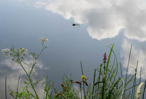 Das alles und noch viel mehr gibt`s im Naturpark Lüneburger Heide zu sehen - hier ein kleiner Eindruck mit Bio-Helikopter von den nahen ehemaligen Kieselgurgruben.