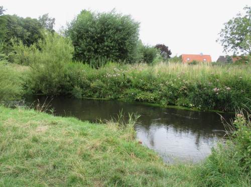 Weiden und Eschen ...