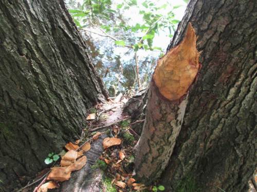 Nicht allzu fern hat auch ein Biber seit geraumer Zeit seinen Unterschlupf gefunden, wie solch typisches Anzeichen verrät.