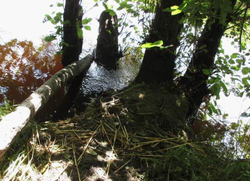 Noch frische Wasserpflanzen auf seinem Sitzplatz sowie noch nicht verarbeitete Strohreste und ein Abdeckstamm für die Biberburg sind weitere Hinweise.