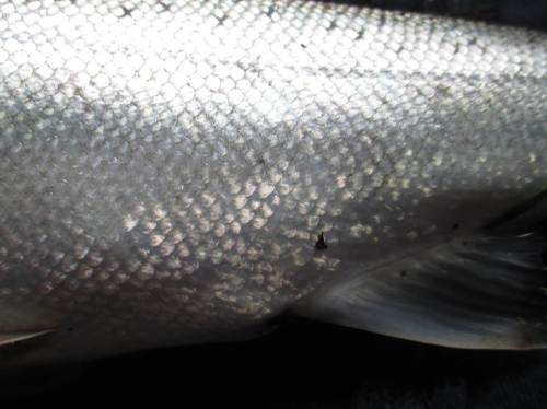 Nach all den bunten Natur(schutz)farben kommt auch der Mensch zu seinem Teil. Blankes aquatisches Silber, frisch aus dem Meer aufgestiegen, wird demnächst - quasi als Tafelsilber - auf dem familiären Mittagstisch serviert.