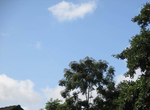 Zurück zu Hause grüßt der Horizont mit Bienenbaum-Krone. Euodia hupehensis ist ein beeindruckender, hoch wachsender, dabei auch gut beschneidbarer Baum. Die späte, in großen Dolden reichhaltige Blüte bietet Bienen, Hummeln, Fliegen, Wespen und Hornissen (nicht zuletzt auch den sie gern verspeisenden Vögeln) einen reich gedeckten Tisch in ansonsten eher blüten-/nahrungsarmer Zeit.