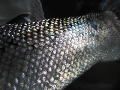 Das je nach Lichteinfall auch bunt schillernde Schuppenkleid beeindruckt.