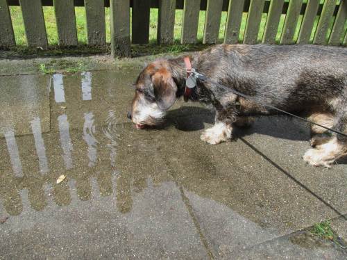 Socke von de Dreyster Drift machte in Sonnen-Intervallen das Beste draus: Frischwasser aus Pfützen ergänzten den Gang zum Gartenteich.