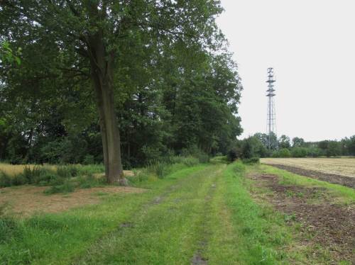 Beim Anmarsch - im rechten Wegrandstreifen sieht es weniger nach Knickpflege als nach -beseitigung aus. Mal sehen, wie es weitergeht.