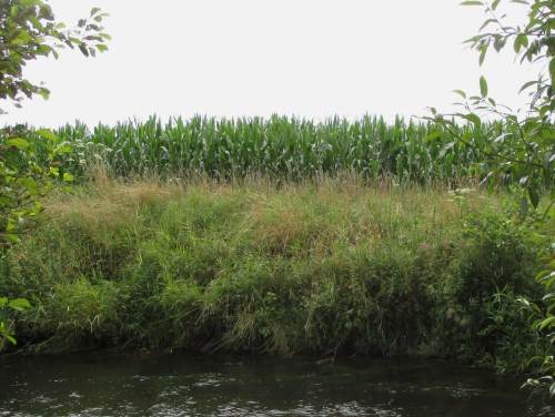 Der Mais ist heiss ... - Völlig naturfern fliesst die Seeve wohl 2 m unter Böschungsoberkante. Ohne jeden Randstreifen grüßt dunkelgrün Mais herüber. - Wieso zahlen wir Steuerzahler - zwangsverpflichtet - eigentlich für solch missbräuchliches Handeln Subventionen (und sei`s, dass die "EEG-Strom-Cent" umschrieben werden).
