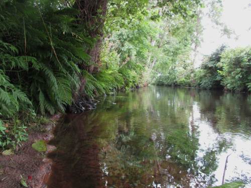 Die Perspektive gewechselt - aus Ottersicht: Erlenbestandenes, wurzelgeschütztes Ufer - ein Eldorado.