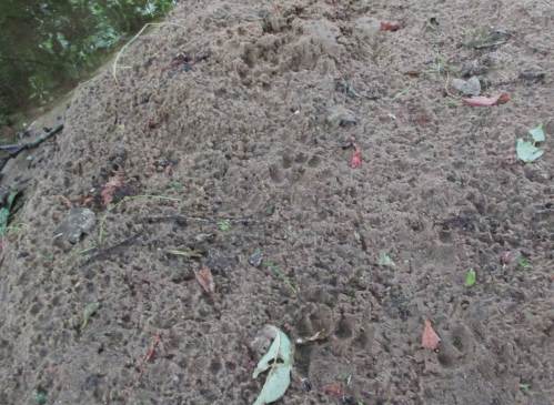 Etliche Otterspuren mit ihren charakteristischen Zeichen wie z.B. den gut sichtbaren Marderkrallen belegen die verbesserte Besiedlung unserer Gewässer. Jahrzehntelang geltende Schutzprogramme wirken.