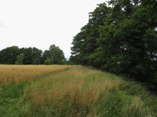 Immerhin hat der nach Grünlandumbruch neu entstandene Haferacker den hier gesetzlich vorgeschriebenen Mindestgewässerrandstreifen von 5 m, was man von allen anderen Äckern nicht sagen kann. - Zuständige Behörden haben kein Überwachungsprogramm ...