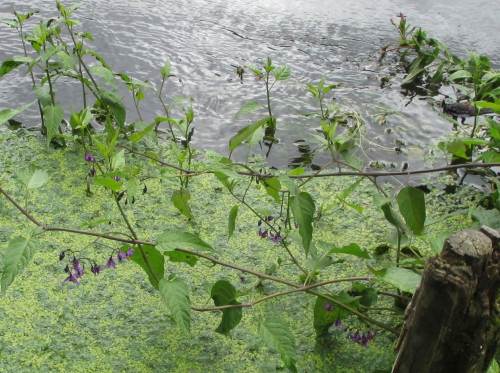 Die gelb-violetten Blüten des Bittersüßen Nachtschattens werden aufgrund der fortschreitenden Jahreszeit ...