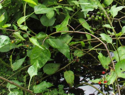 ... zunehmend von grünen Beeren, die über orange zu knallrot reifen, abgelöst.