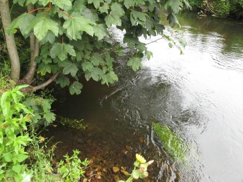 ... und Bergahorn gestalten den Rahmen meiner beiden Bachwanderungen.