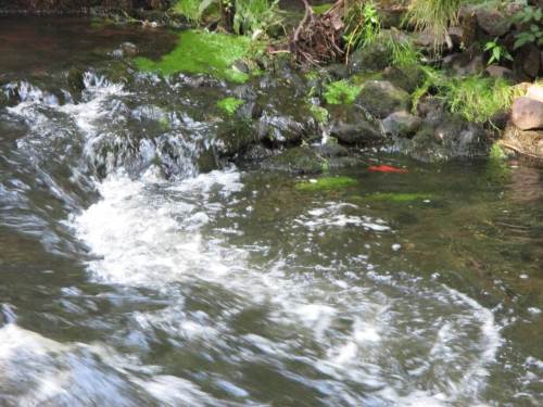Da ist es also - Gold in der Seeve. Zwei Goldfische beschäftigen sich bei Niedrigstwasser mit ihrem neuen, ungewohnten Umfeld und miteinander.