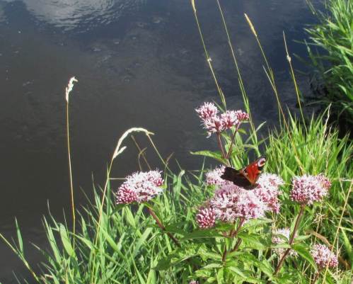 Allen Leserinnen und Lesern meines Blogs wünsche ich weiter einen schönen Sommer.