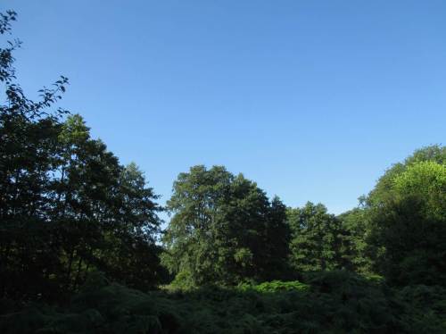 Gelegentlich allerdings gibt es sie doch noch - die dritte Dimension mit Arten- und Formenvielfalt - hier: Blick ins NSG Obere Wümmeniederung.