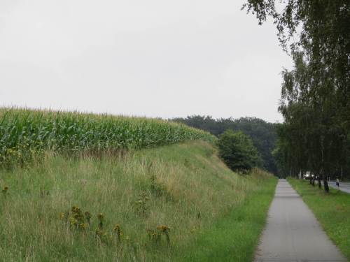 Auch im vertikalen Horizont - Mais auf dem Höhepunkt.