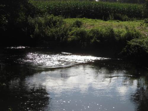 Strömungsbild im Gegenlicht.