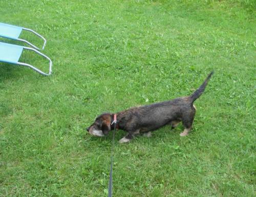 Um die Mittagszeit - Nasenarbeit. Hier war doch wer - ich rieche es genau!