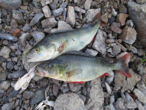 Seeforellen haben wir springen sehen (heissen die "Seh-Forellen"?), kleine Hechte und Barsche blieben im See. Zwei gute Barsche, hier mit abgestreifter Krebshaut, habe ich zum Räuchern mitgenommen.