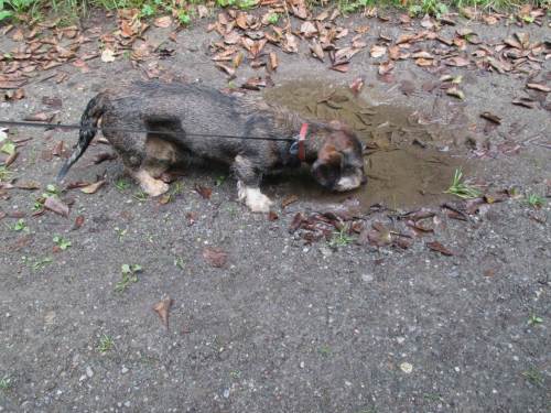 Wie ich im vorigen Beitrag schon erwähnte, regnete es nur nachts - zur Freude aller.