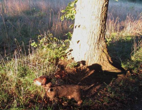 Socke beim sonnigen Morgenspaziergang. Dieses Foto ist der Beweis: hinter jedem noch so kleinen Hund steht ein großer schwarzer Terrier.