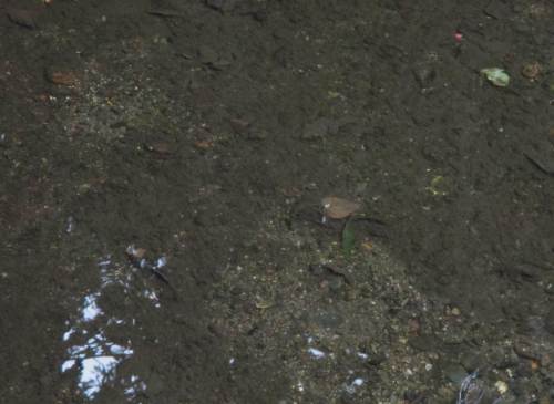 Helle Flecke zeigen Standorte kleiner Bachforellen. Durch ihre Flossen- und Körperbewegungen wird der hier ansonsten algenbewachsene bzw. mit Feinmaterial überlagerte Kies frei gestrudelt.