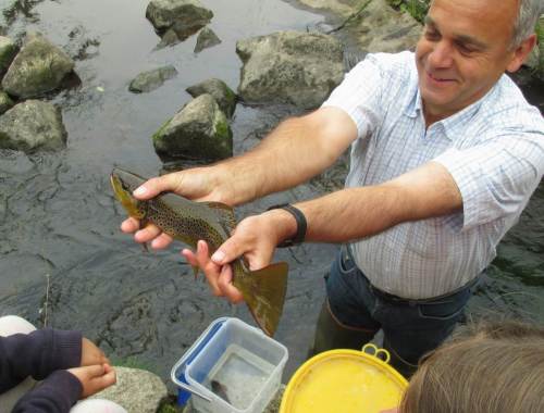 Ulrich Eichler erläutert das Leben im Bach und zeigt eine mehrjährige Bachforelle. Im weissen Eimer befindet sich eine Mühlkoppe.
