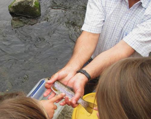Solch Regenbogenforelle wollten wir hier nicht finden. Sie gehört als Fisch aus einer Fischzucht-/Teichanlage nicht in unsere Forellengewässer.