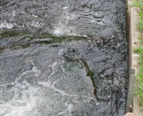 Es ist schon erstaunlich, welche Turbulenzen (hier: im Fischaufstieg) die standorttypischen Fische der Forellenregion überwinden, um an ihre Laichplätze zu gelangen.