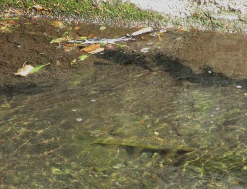 Und wenn die Wassertiefe etwas größer ist - UND ein größeres Versteck vorhanden ist -, können wir auch ältere Forellen sehen.