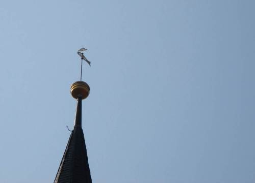 Tatsächlich, ein Fisch - auch der Wetterhahn Wernigerodes ist also eine Bachforelle.