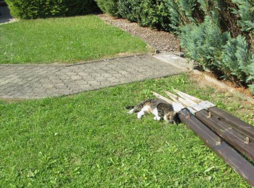 Nächster Tag - meine Güte, da kommt dieser Hund schon wieder.