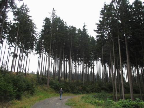Der kleine Mensch vor großer Natur - Bäume als Maß der Zeit, wir sollten mehr darüber nachdenken (und nachhaltig handeln).