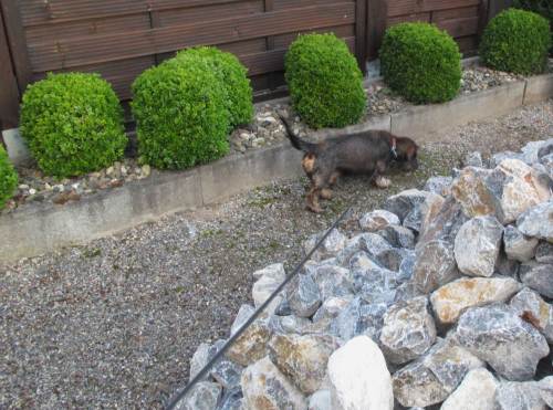 Das hier sind nicht die üblichen Katzenspuren ...