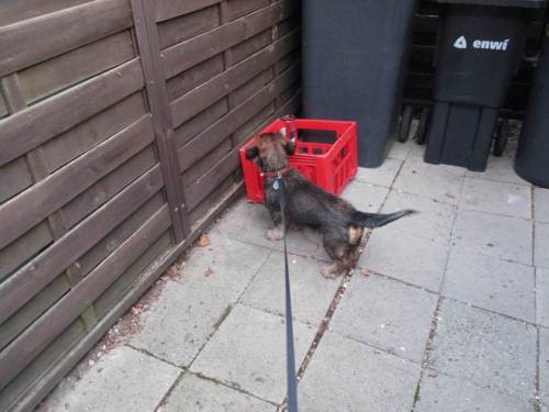 Besonders hier im Mülleimerbereich scheinen diese Tiere extrem aktiv.