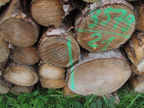 Die Holzqualität erscheint wetter- und klimabeeinflusst sehr variabel.