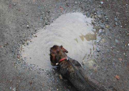 Nächtliche Regenfälle brachten guten Service für den Wanderer: frisches Wasser erfrischt halt am Besten.