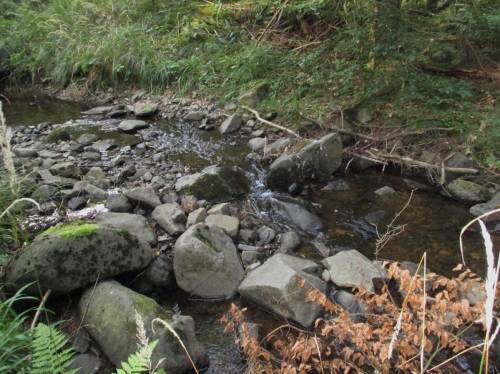Struktur, abwechslungsreich, Rauschen und Kolke - hier finden die Bachlebewesen ein gutes zuHause.