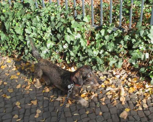 ... entlang städtischen Grüns ...