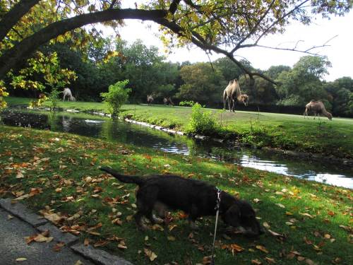 Besonderen Spaß hat ein Hund aus einer Jagd-Traditionszucht mit früher Anleitung natürlich, wenn viel Abwechslung an Tierspuren (-gerüchen) geboten wird. Ob es nun gar wie im Tierpark Kamele sind, oder "nur" Wassergeflügel in den Abtrennungsgräben um Gehege.