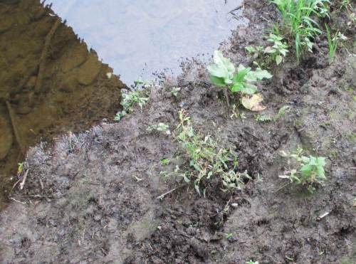 Otterspuren finden sich eigentlich immer unter den Herzhäuser Brücken.