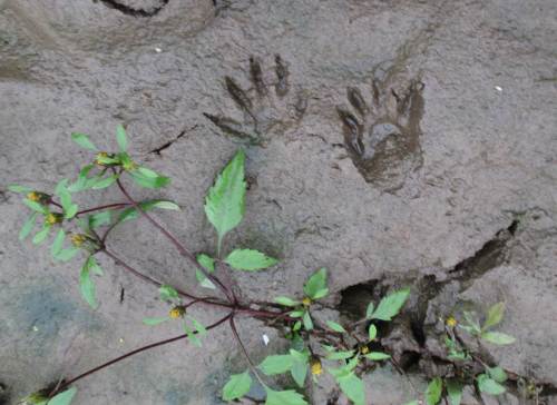 Klar erkennbar: Auch der Waschbär sucht hier seine Nahrung.