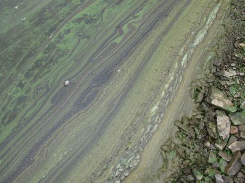 Noch unterwegs ... - fast könnte man sich zu Tapeten- oder anderen -mustern inspirieren lassen.