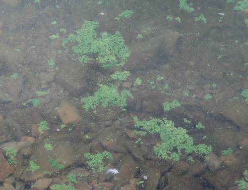 Nochmal dasselbe (in) Grün, flockig auf dem Weg zur "Malerfarbe".