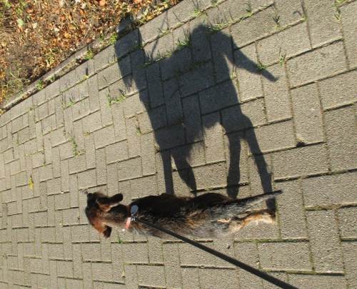 Aufmerksam auf Schritt und Tritt ist der schwarze Hund dabei.