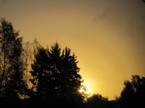 ... sich die Vögel zum Sonnenaufgang postionieren ...