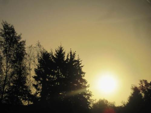 auf den Tannenspitzen ...