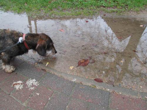 Auch alle Vertiefungen eines beliebten Fußgängerweges, des Birkenwegs, sind gefüllt. Socke trinkt ...