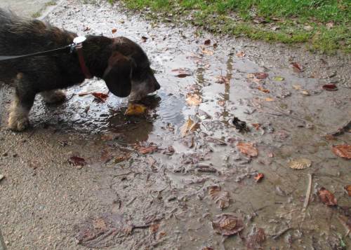 Socke trinkt und trinkt - schon ist die Pfütze leer.