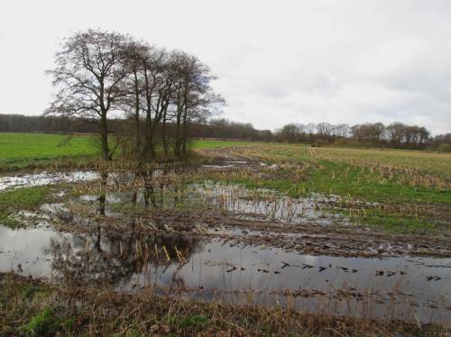 Mais-Mäander umgibt Rest-Erlen auf früherem Dauergrünlandstandort.